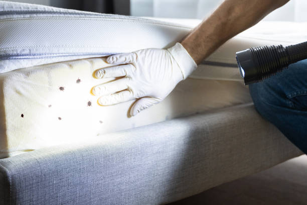 Best Rat Extermination Near Me  in Gainesville, TX