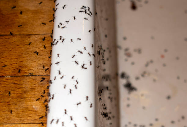 Best Affordable Pest Control Services  in Gainesville, TX