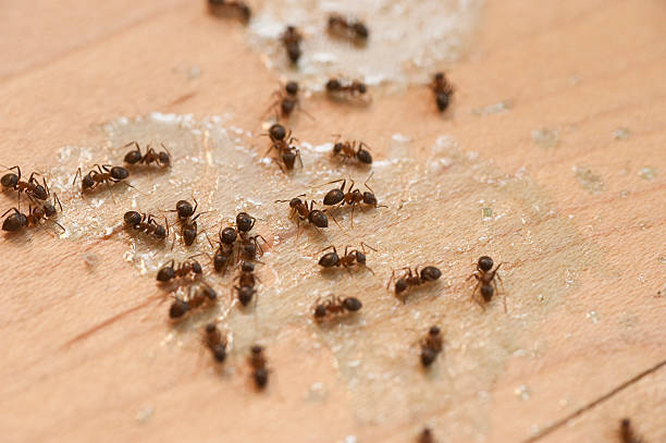 Best Insect Control  in Gainesville, TX