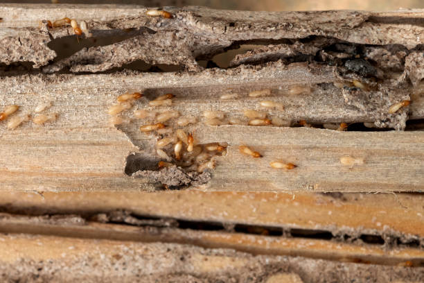 Best Cockroach Control Services  in Gainesville, TX