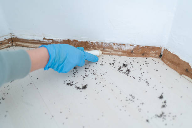 Best Residential Pest Control  in Gainesville, TX
